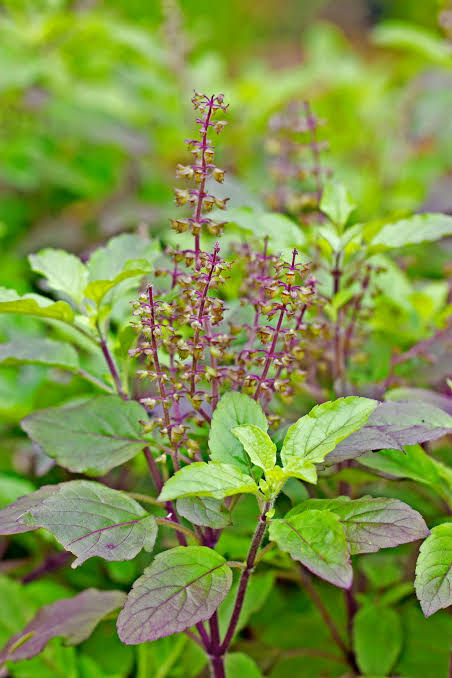 BERG TULSI